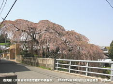 枝垂桜(枝垂れ桜)『百滝桜』道路から撮影