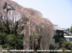 枝垂桜(枝垂れ桜)『百滝桜』川側から撮影