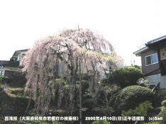 枝垂桜(枝垂れ桜)『百滝桜』川下から撮影