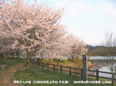 三田市青野ダムの桜 10 青野ダム(千丈寺湖)の桜の遊歩道(1)