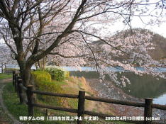 三田市青野ダムの桜 11 青野ダム(千丈寺湖)の桜の遊歩道(2)