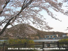 三田市青野ダムの桜 12 青野ダム(千丈寺湖)の桜の遊歩道(3)
