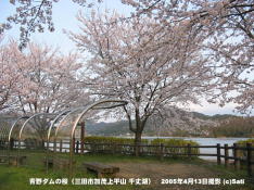 三田市青野ダムの桜 13 青野ダム(千丈寺湖)の桜の遊歩道(4)