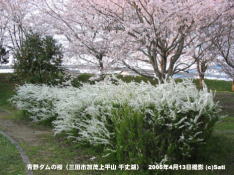 三田市青野ダムの桜 16 青野ダム(千丈寺湖)の桜の遊歩道(7)