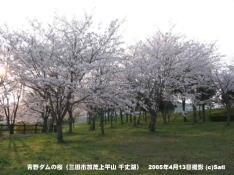三田市青野ダムの桜 17 青野ダム(千丈寺湖)の桜の遊歩道(8)