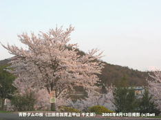 三田市青野ダムの桜 18 青野ダム(千丈寺湖)の桜の遊歩道(9)