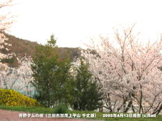 三田市青野ダムの桜 19 青野ダム(千丈寺湖)の三色木々
