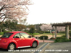 三田市青野ダムの桜 20 青野ダム(千丈寺湖)の桜よ、又来年!