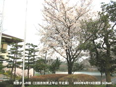 三田市青野ダムの桜 03 青野ダム記念館前から千丈寺湖を見る
