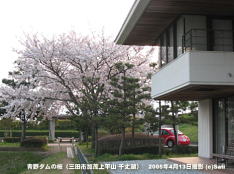 三田市青野ダムの桜 04 青野ダム記念館横からの眺め