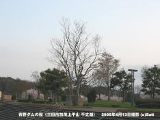 三田市青野ダムの桜 05 青野ダム広場(1)