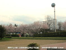 三田市青野ダムの桜 06 青野ダム広場(2)