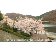 三田市青野ダムの桜 08 青野ダム(千丈寺湖)に桜が映える