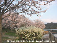 三田市青野ダムの桜 09 青野ダム(千丈寺湖)の桜とユキヤナギ