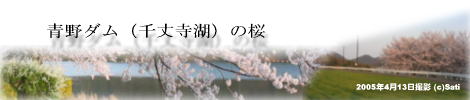 三田市青野ダム(千丈寺湖)の桜
