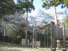 金仙寺湖(西宮市丸山貯水池)の桜 10 金仙寺湖堤下の金仙寺児童公園