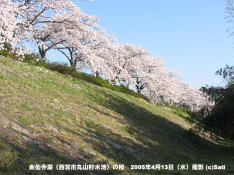 金仙寺湖(西宮市丸山貯水池)の桜 11 金仙寺湖の桜並木が青い空に映える