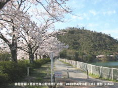 金仙寺湖(西宮市丸山貯水池)の桜 03 丸山を背景に金仙寺湖の桜並木