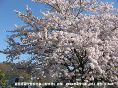 金仙寺湖(西宮市丸山貯水池)の桜 04 満開の金仙寺湖の桜のアップ