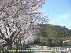 金仙寺湖(西宮市丸山貯水池)の桜 07 丸山を前に金仙寺湖の桜並木を歩く
