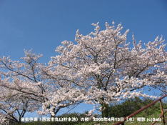 金仙寺湖(西宮市丸山貯水池)の桜 09 金仙寺湖の堤の桜並木を見る